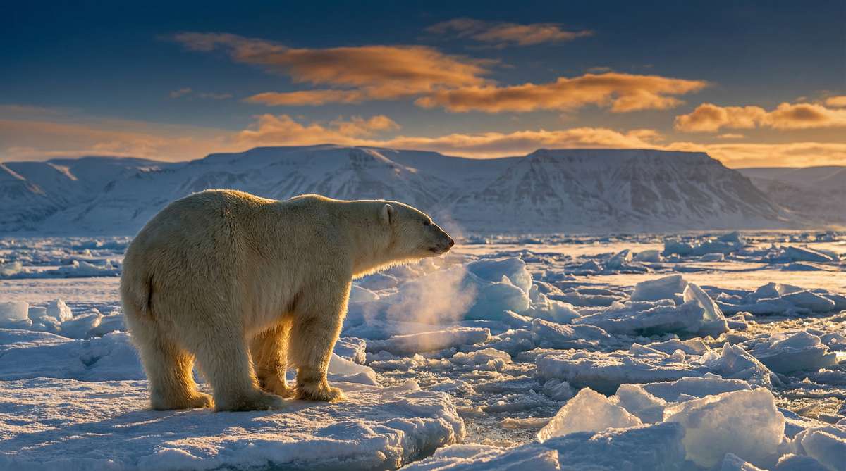 免费看片今日推荐北极熊视频